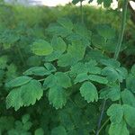 Thalictrum fendleri Habit