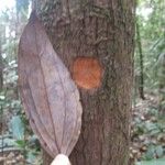 Cryptocarya transversa Corteza