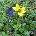 Bidens andicola Leaf