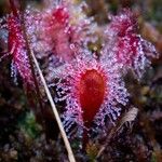 Drosera × obovata ഇല