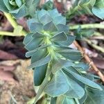 Euphorbia myrsinites Yaprak