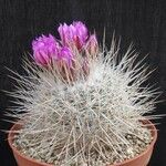 Thelocactus macdowellii