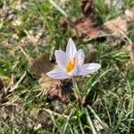 Crocus biflorus Flor