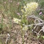 Toxicoscordion paniculatum Flower