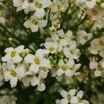 Armoracia rusticana Blüte