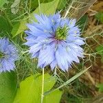 Nigella sativa Blomst