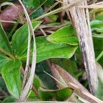 Cornus canadensis Folla