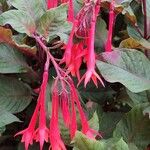 Fuchsia triphylla Kwiat