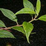 Burmeistera vulgaris 整株植物