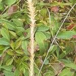 Selaginella selaginoides Folha