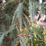 Sequoia sempervirens Flor