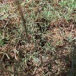 Artemisia alba Likasa