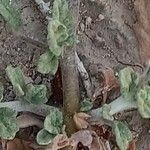 Neurada procumbens Bark