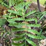 Prosthechea cochleata Feuille