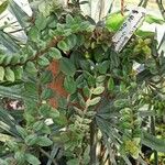 Columnea microphylla Hoja