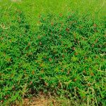 Indigofera senegalensis 整株植物