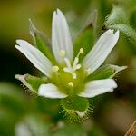 Cerastium semidecandrum Flower