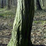 Carpinus betulus Kéreg