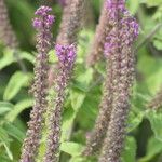 Teucrium hircanicum Flower