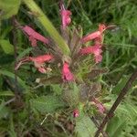 Salvia spathacea Cvet