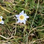 Gentiana sedifolia 花