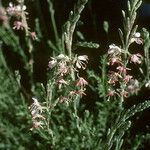 Oenothera suffrutescens Flor