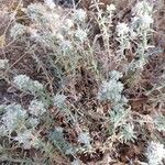 Teucrium poliumBlüte