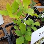 Quercus lobata Hábito