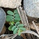 Phyllanthus amarus Feuille