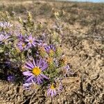 Machaeranthera tanacetifolia Kukka