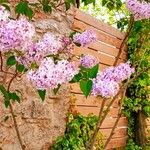 Syringa persica Λουλούδι