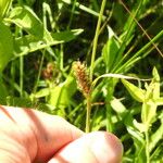 Carex distans Fruit