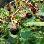 Atropa bella-donna Fruit