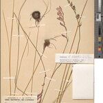 Gladiolus debeerstii Otro