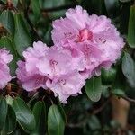 Rhododendron oreodoxa Flors