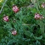 Platycapnos spicata Flower