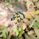 Allium tricoccum Fruit