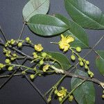 Cassia spruceana Flower