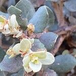 Quercus turbinella Flower