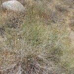 Bebbia juncea Libunga