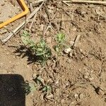 Helianthemum ledifolium Leaf