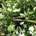 Rubus pensilvanicus Celota