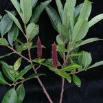 Salix eriostachya