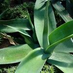 Agave guiengola 叶