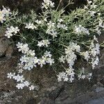 Cerastium biebersteinii Λουλούδι