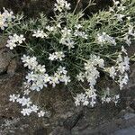 Cerastium biebersteinii Blüte