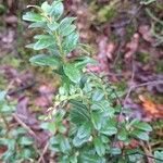 Vaccinium macrocarpon Folha