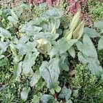Arum italicum x Arum maculatum Hábito