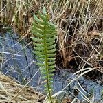 Blechnum spicant Hostoa