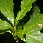 Quercus benthamii Leaf